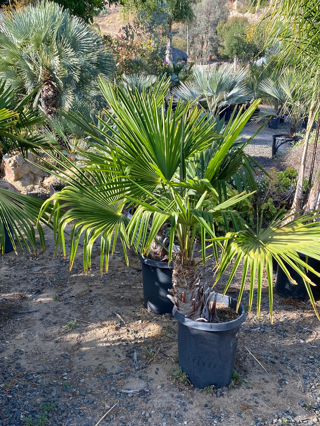 Trachycarpus fortunei – The Madd Potter