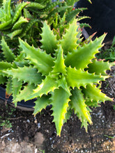 Load image into Gallery viewer, Aloe dorotheae