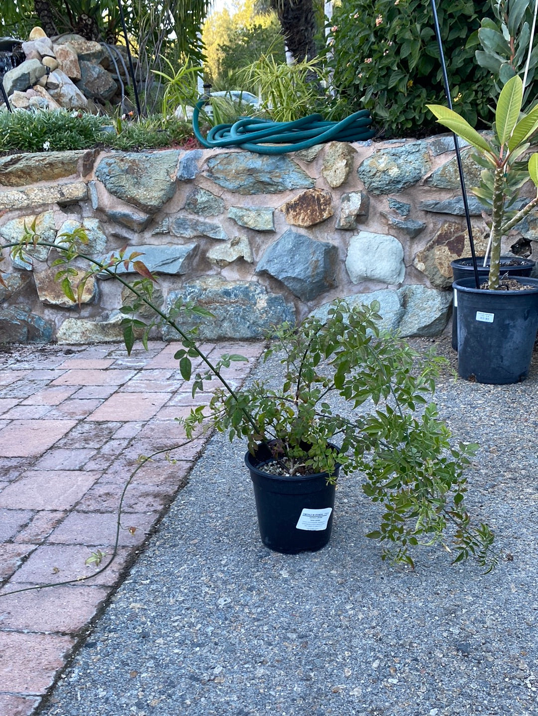Jasminum officinale – The Madd Potter