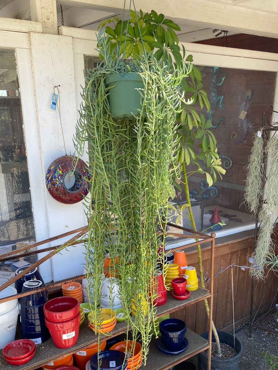 Senecio radicans 'String of Fishhooks' – The Madd Potter