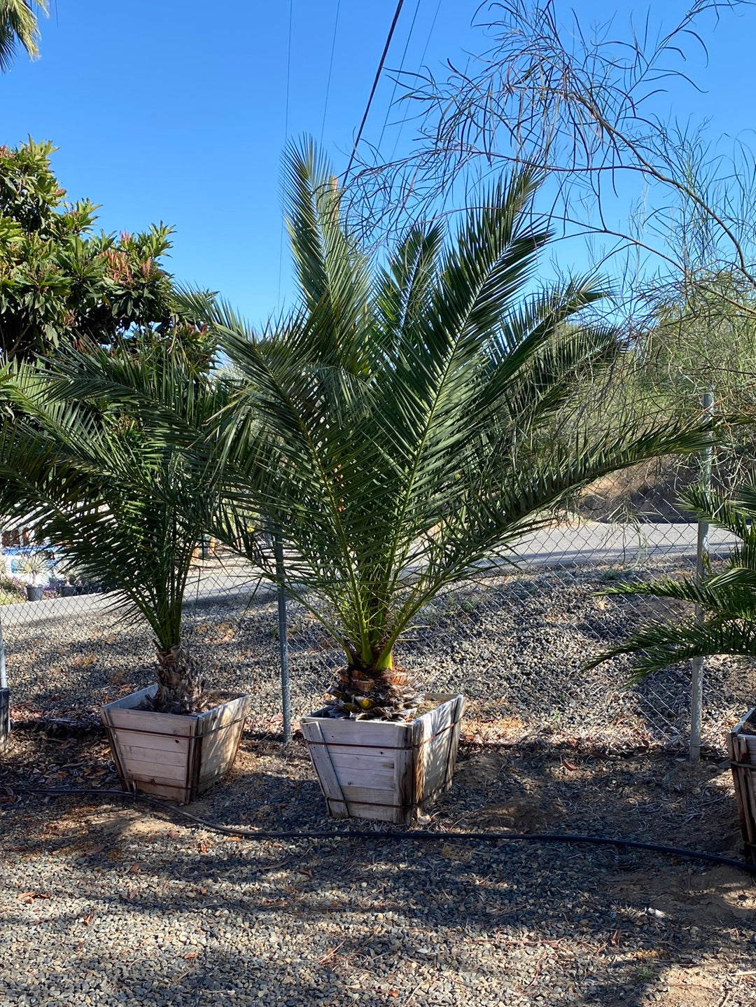 Phoenix canariensis – The Madd Potter