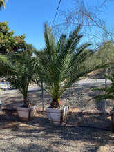 Load image into Gallery viewer, Phoenix canariensis