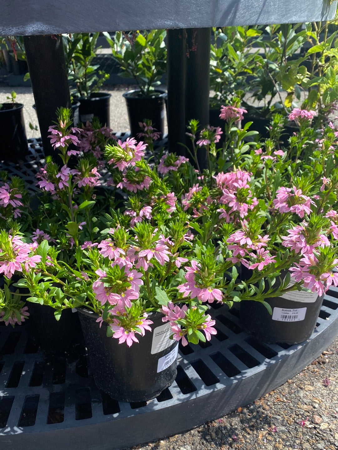 Scaevola ‘Pink’