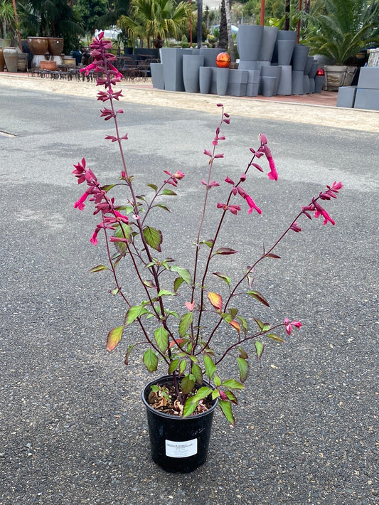 Salvia chiapensis ‘Wendy’s Wish