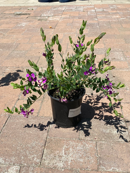 Polygala x dalmaisiana