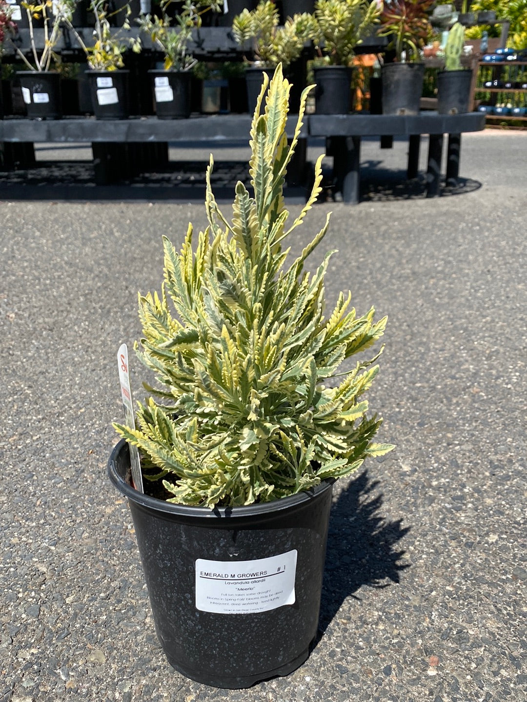 Lavandula x allardii