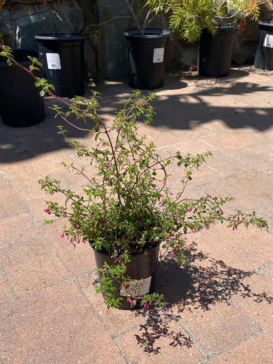 Fuchsia thymifolia