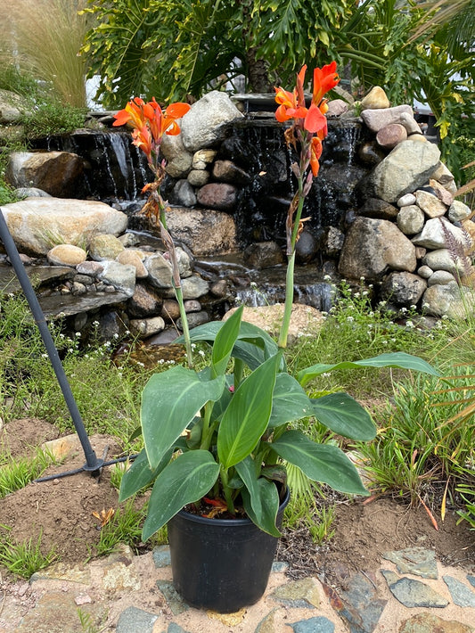 Canna lily hybrid ‘Orange Shades’