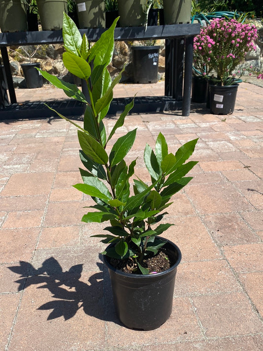 Laurus nobilis ‘Sweet Bay’