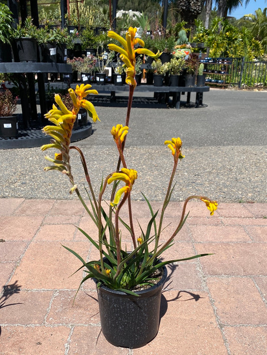 Anigozanthes x hybrida ‘Bush Tenacity’