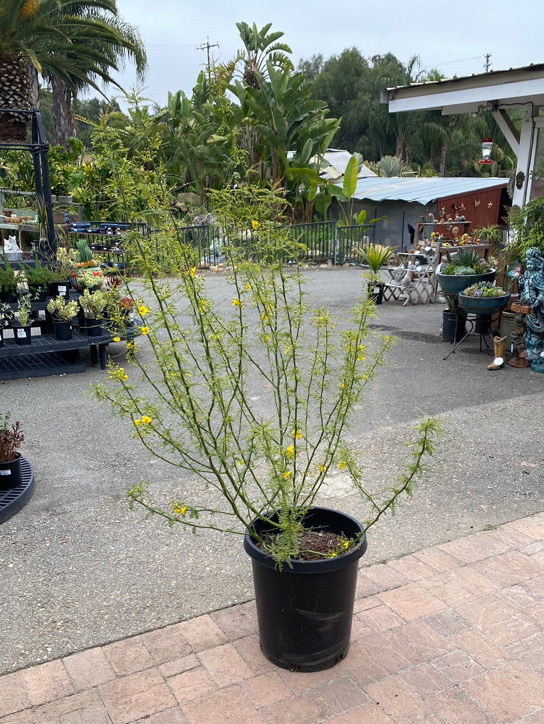 Cercidium microphyllum ‘Palo Verde’
