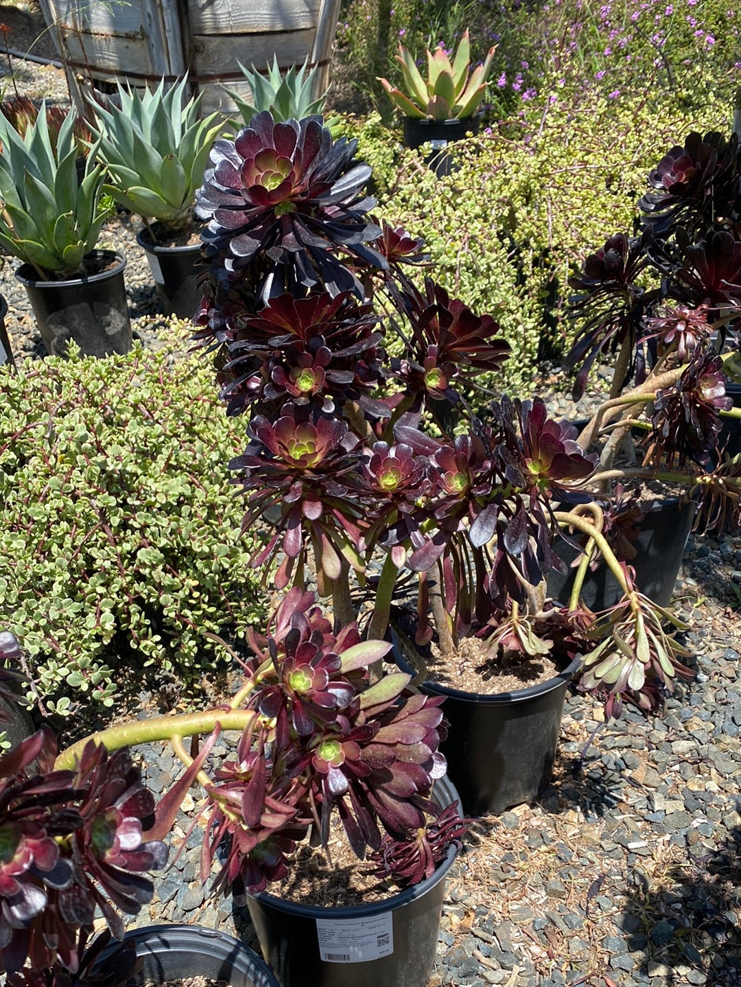 Aeonium Atropurpureum