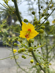 Cercidium microphyllum ‘Palo Verde’