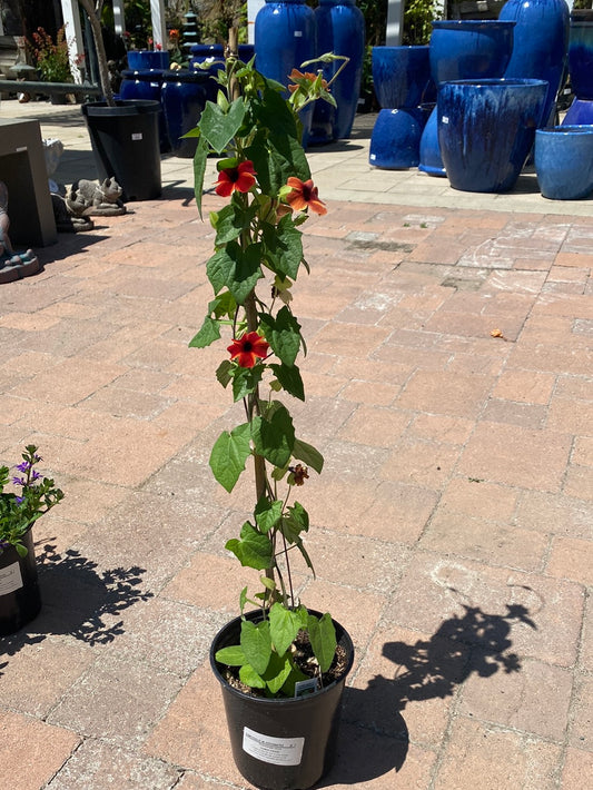 Thunbergia alata ‘Amber Stripes’