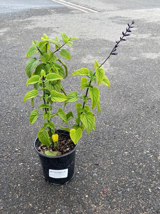 Salvia x gauranitica ‘Rhythm and Blues’