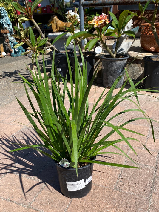 Anigozanthos ‘Regal Velvet’