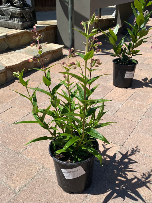 Penstemon gloxiniodes ‘Apple Blossum’