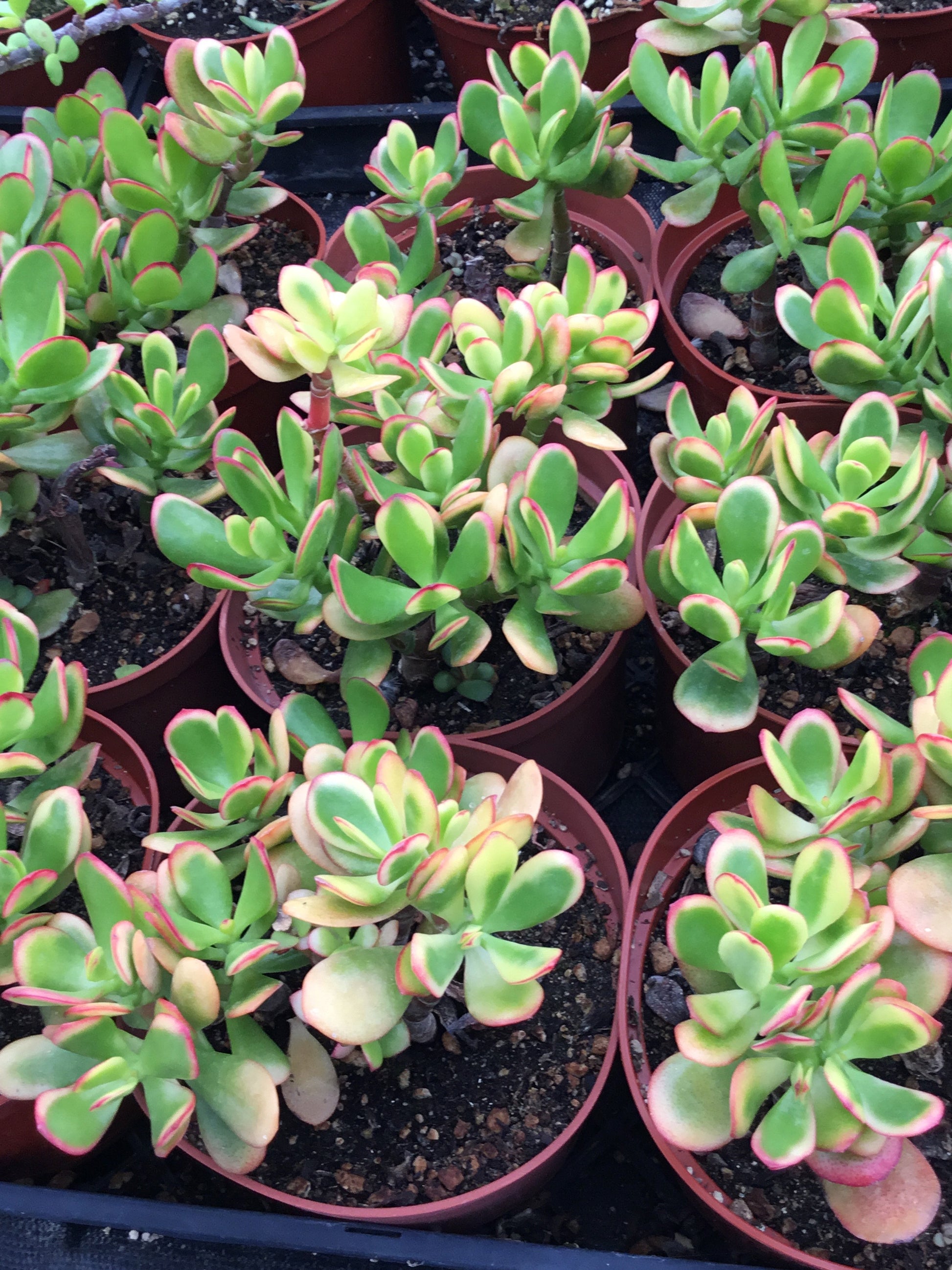 tricolor jade plant Crassula ovata 'Tricolor' – The Madd Potter