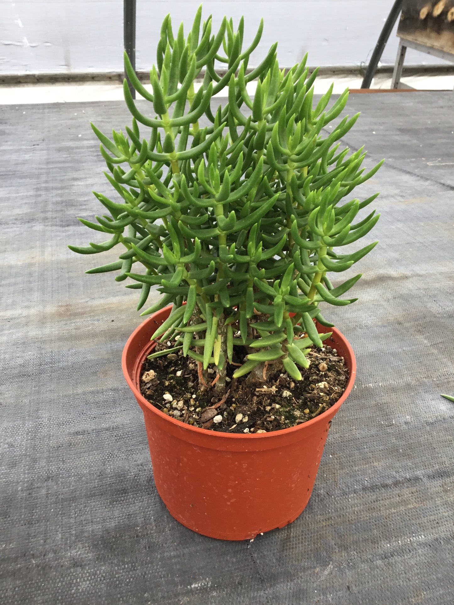 crassula tetragona succulent Crassula tetragona – The Madd Potter