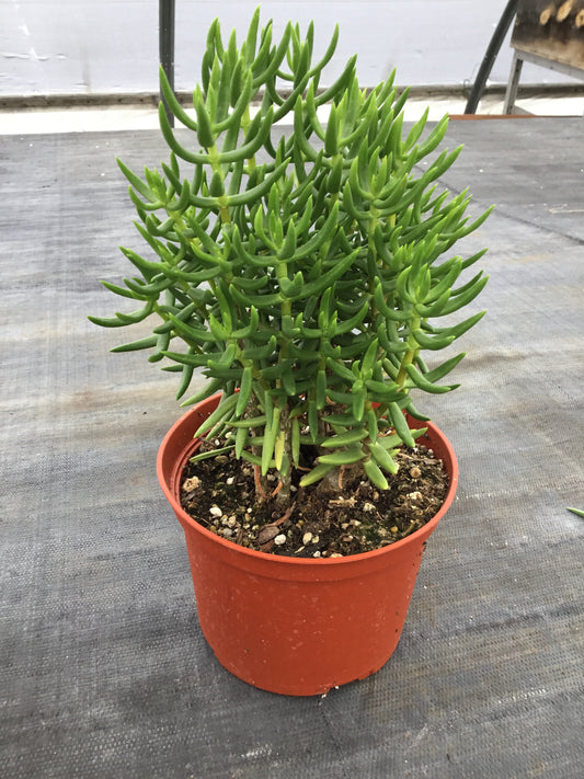 Crassula tetragona