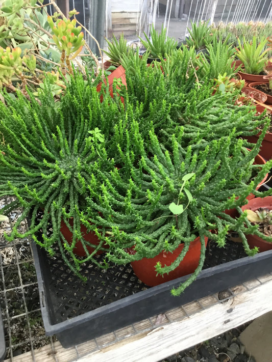 Euphorbia flanaganii