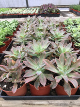 Load image into Gallery viewer, Graptoveria &#39;Fred Ives&#39;