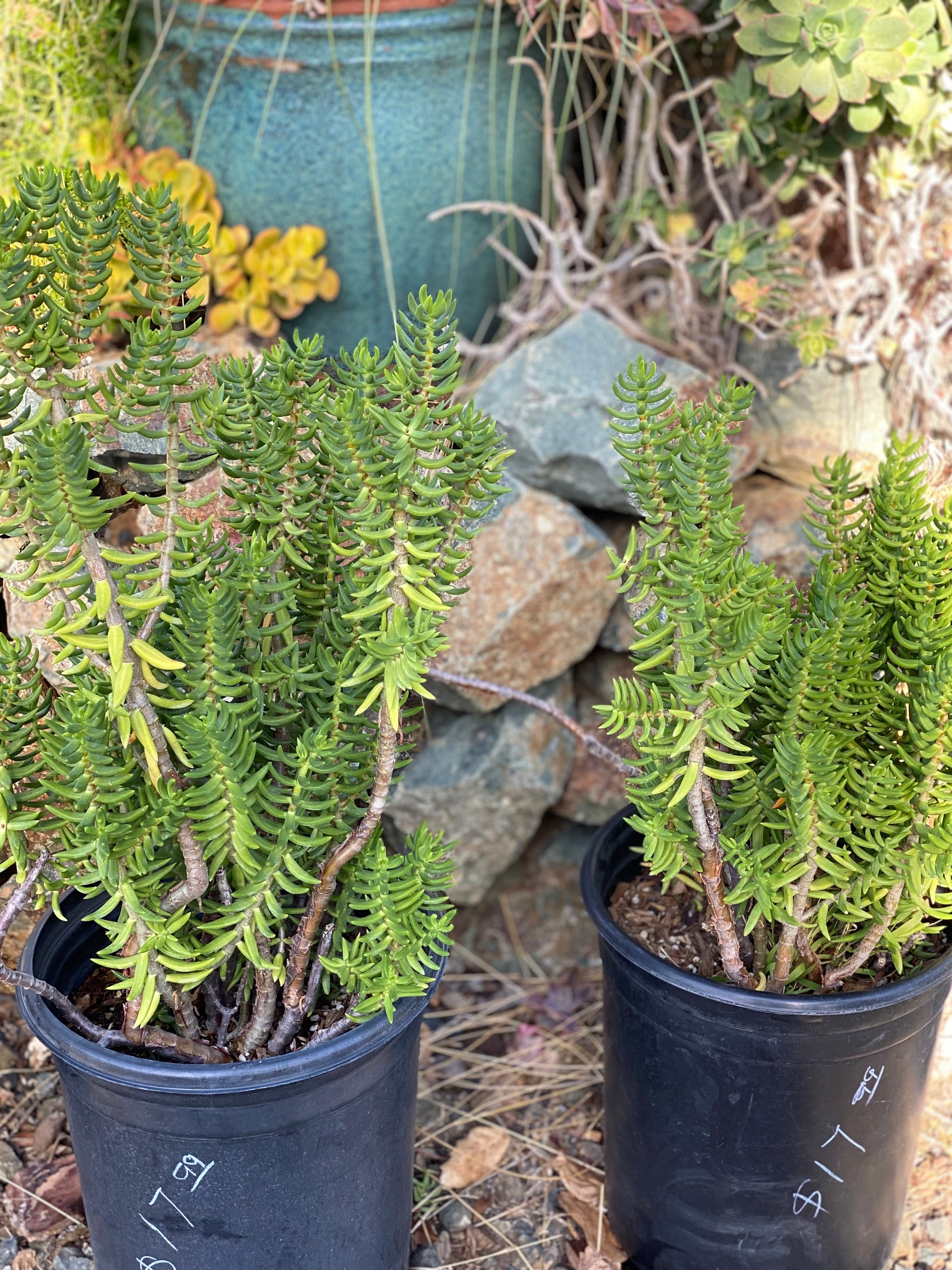 succulent crassula tetragona Crassula tetragona – The Madd Potter