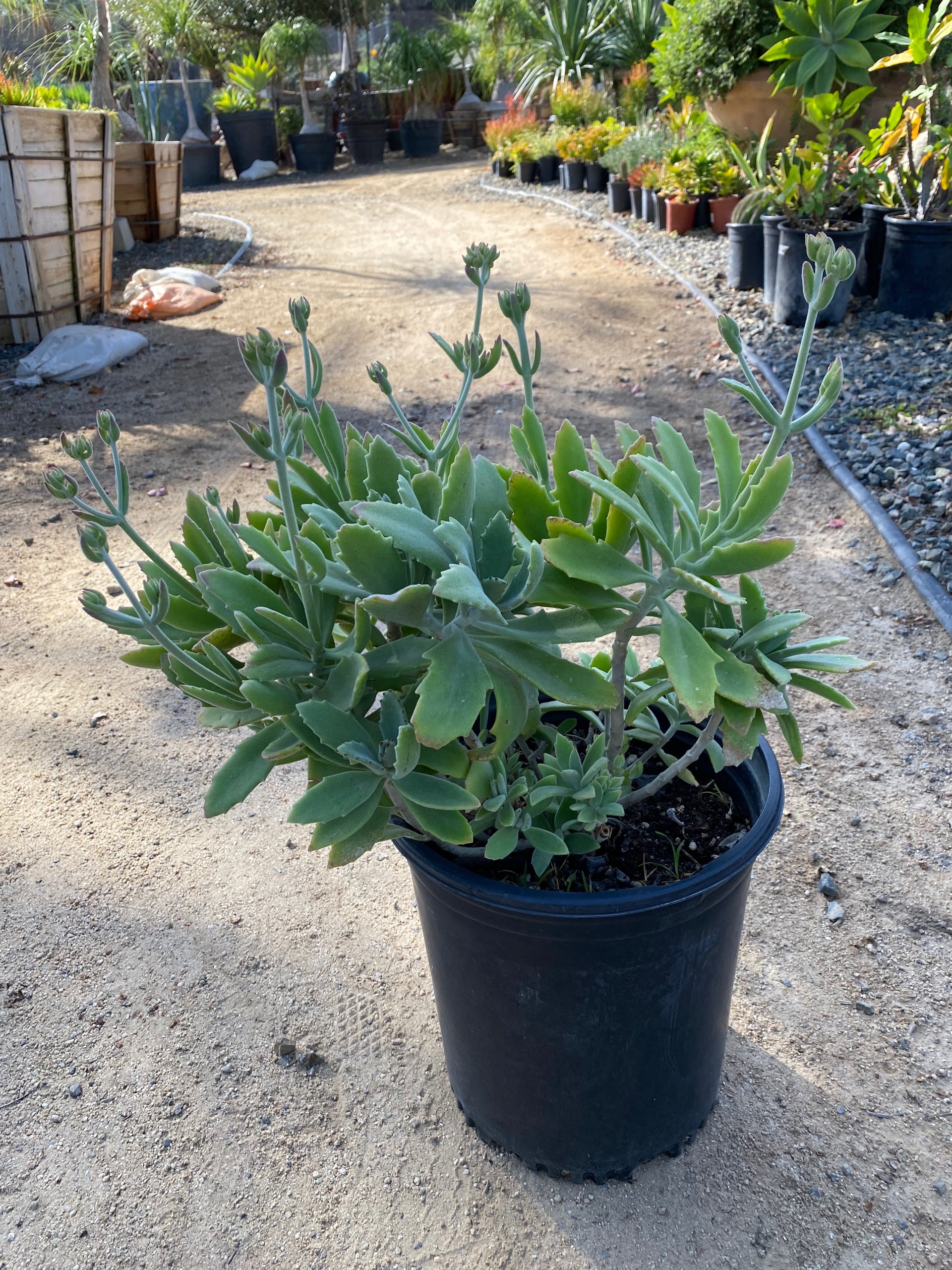 kalanchoe millotii succulent Kalanchoe Millotii – The Madd Potter