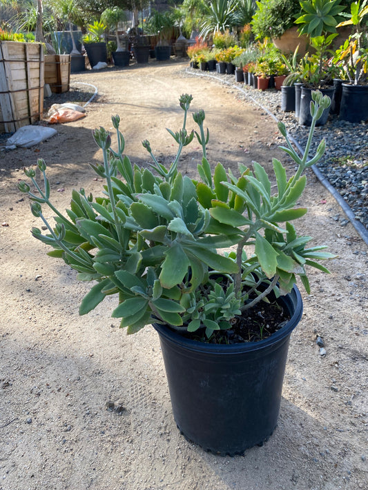 Kalanchoe Millotii