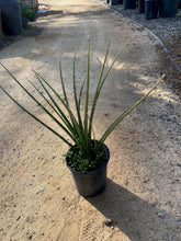 Load image into Gallery viewer, Hesperaloe parviflora