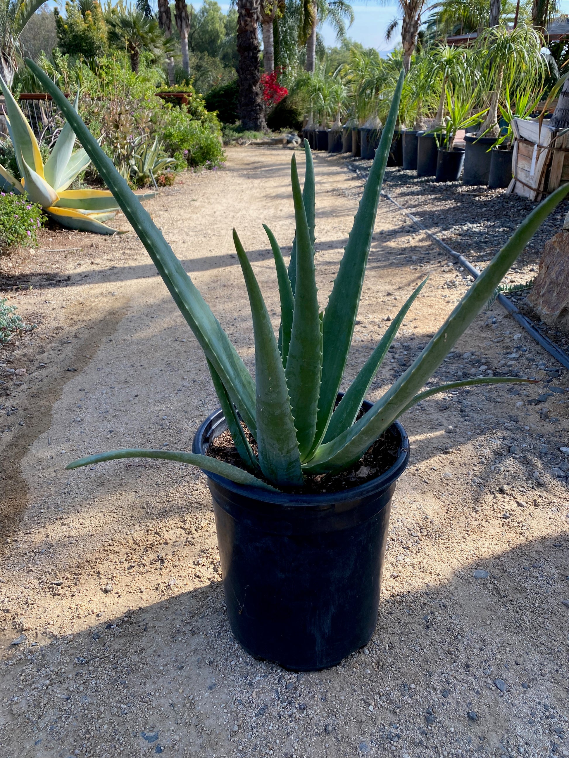 aloe vera plant height Aloe Vera – The Madd Potter