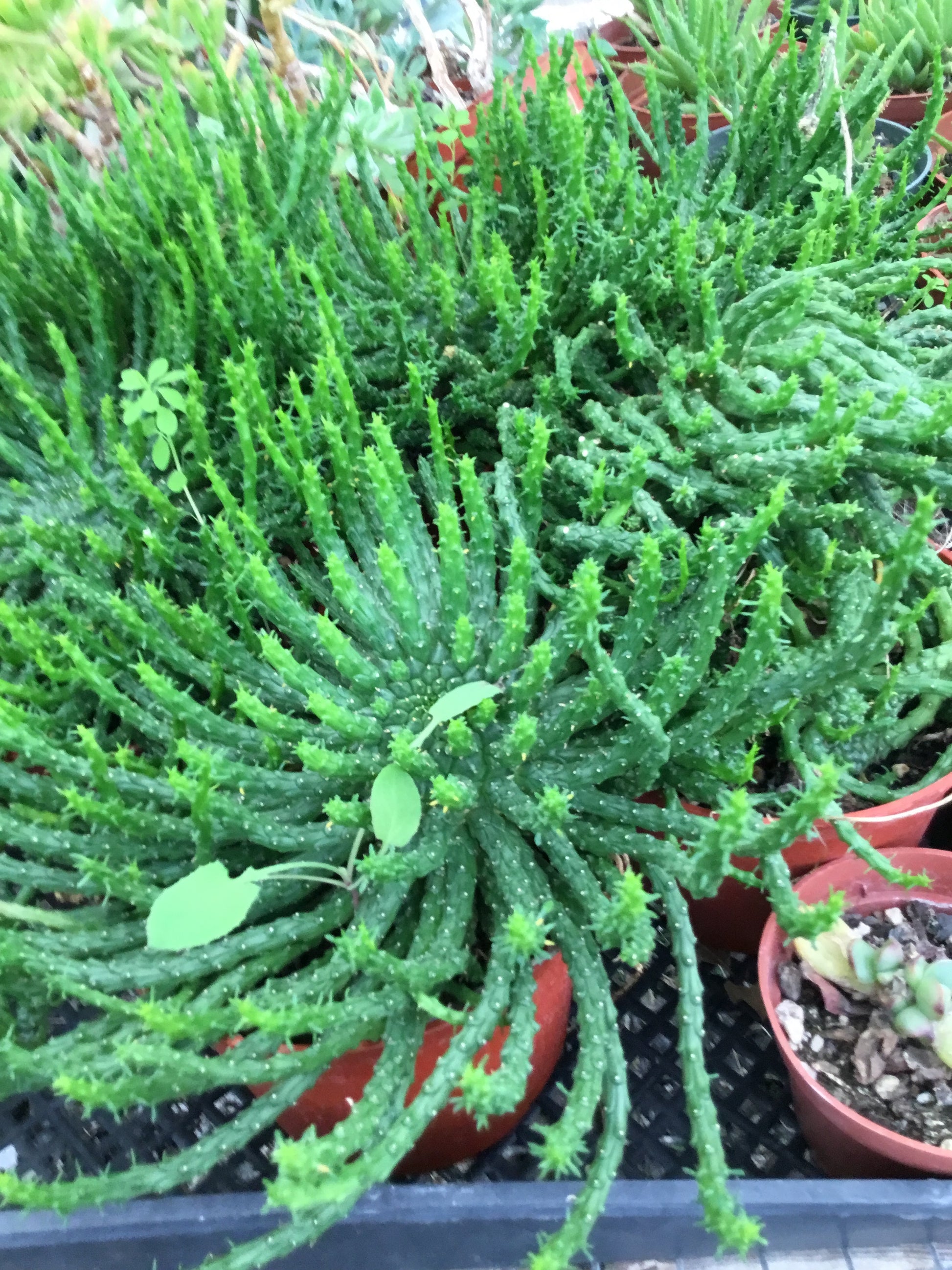 medusa plant pot Euphorbia flanaganii – The Madd Potter