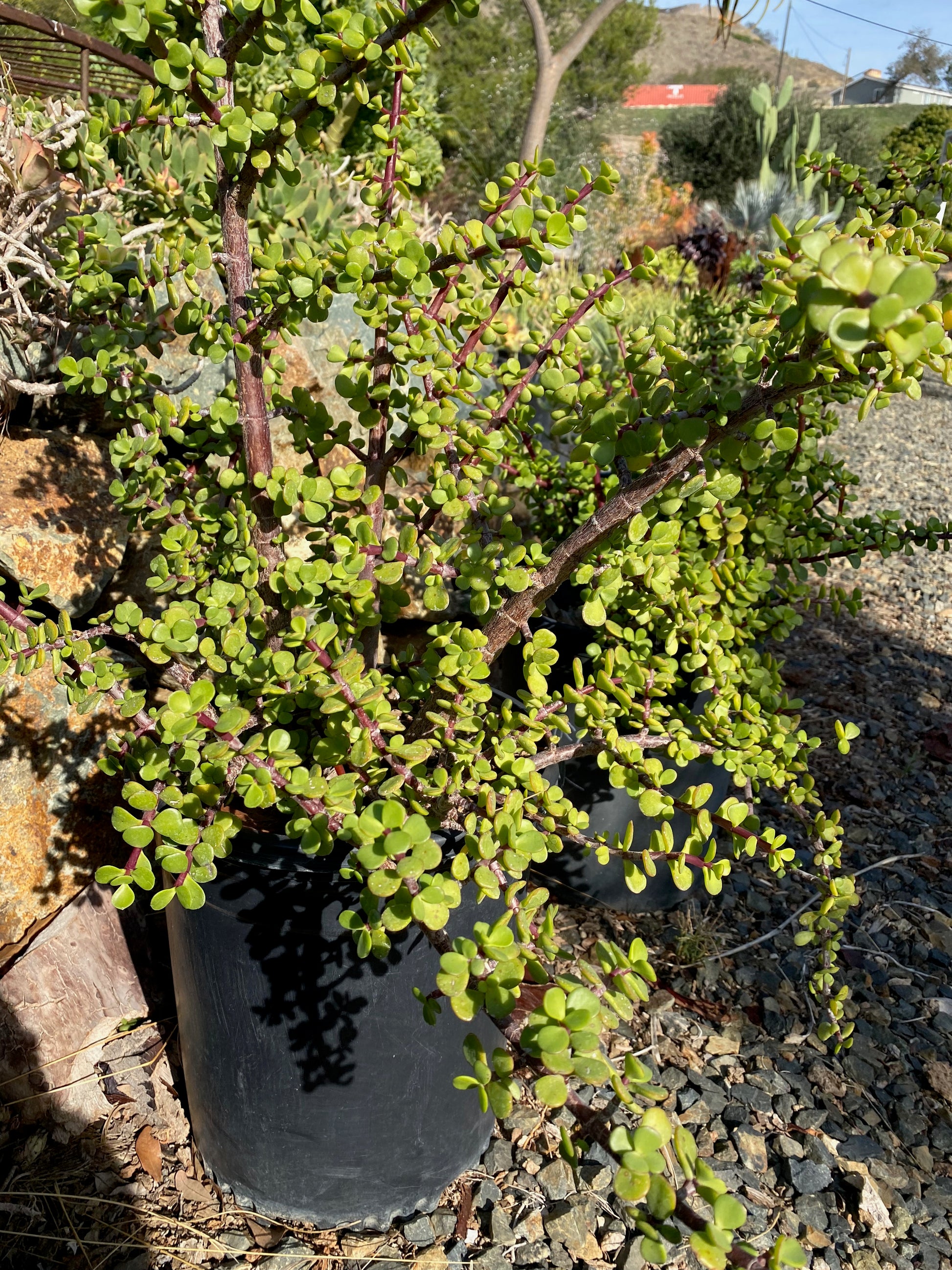 portulacaria afra medio Portulacaria afra – The Madd Potter