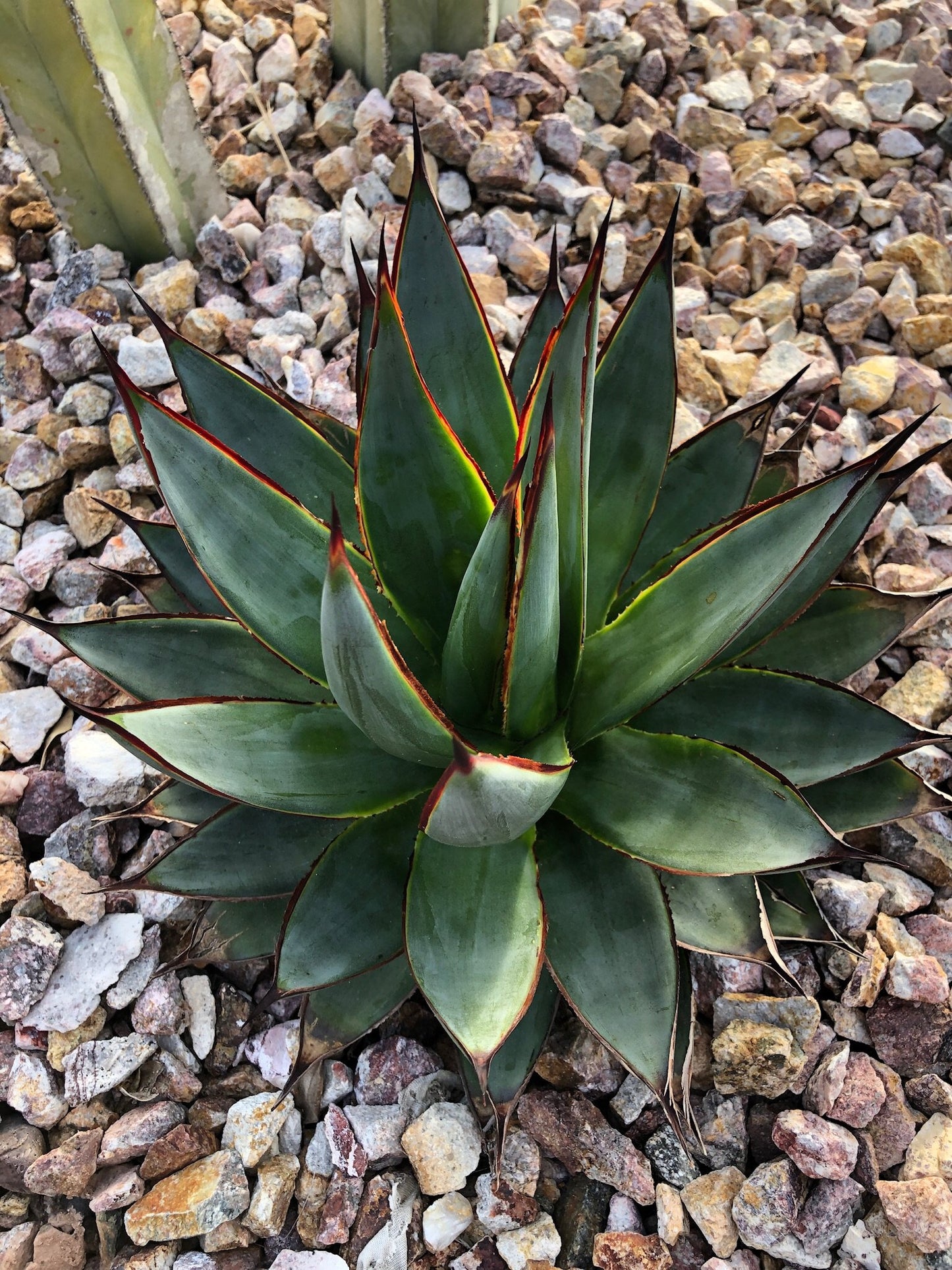 Agave 'Blue Glow'