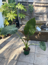 Load image into Gallery viewer, Alocasia ‘Regal Shields’