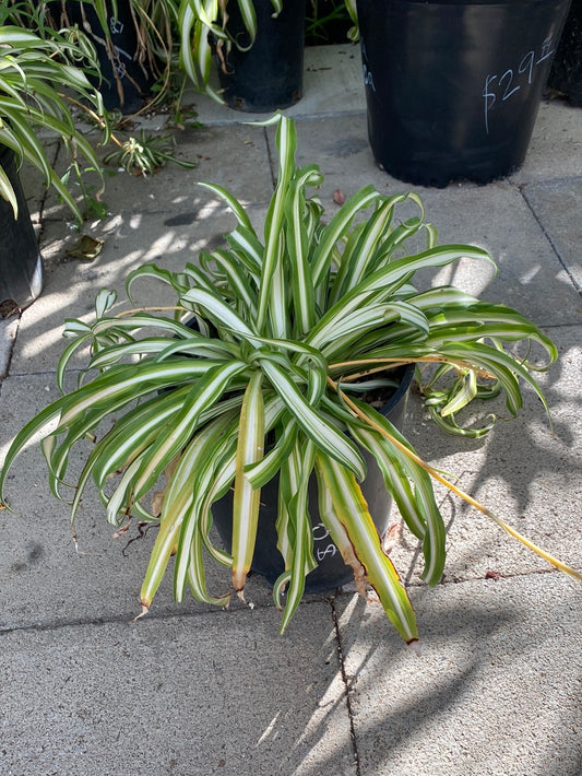 Chlorophytum comosum ‘Variegated’