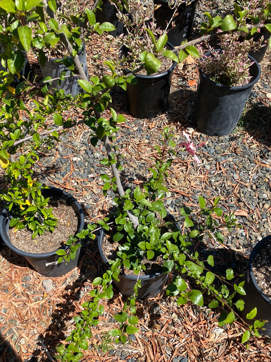 Hibiscus rosa-sinensis ‘Pink’