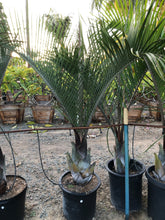 Load image into Gallery viewer, Dypsis decaryi