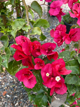 Load image into Gallery viewer, Bougainvillea spectabilis ‘Red Vine’