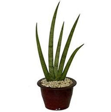 Load image into Gallery viewer, Sansevieria Cylindrica