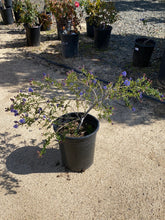 Load image into Gallery viewer, Ceanothus ‘Concha’