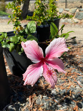 Load image into Gallery viewer, Hibiscus rosa-sinensis ‘Pink’
