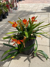 Load image into Gallery viewer, Clivia miniata