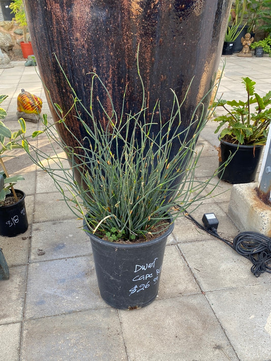 Chondropetalum tectorum