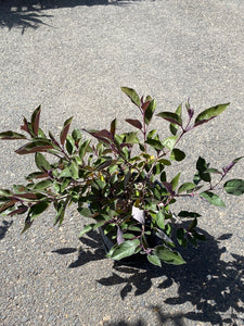 Vitex trifolia ‘Purpurea’