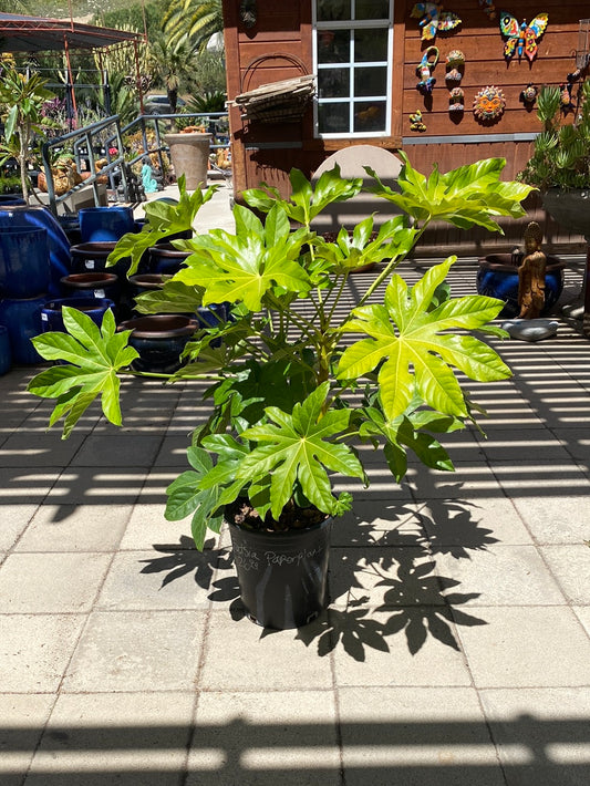 Fatsia japonica