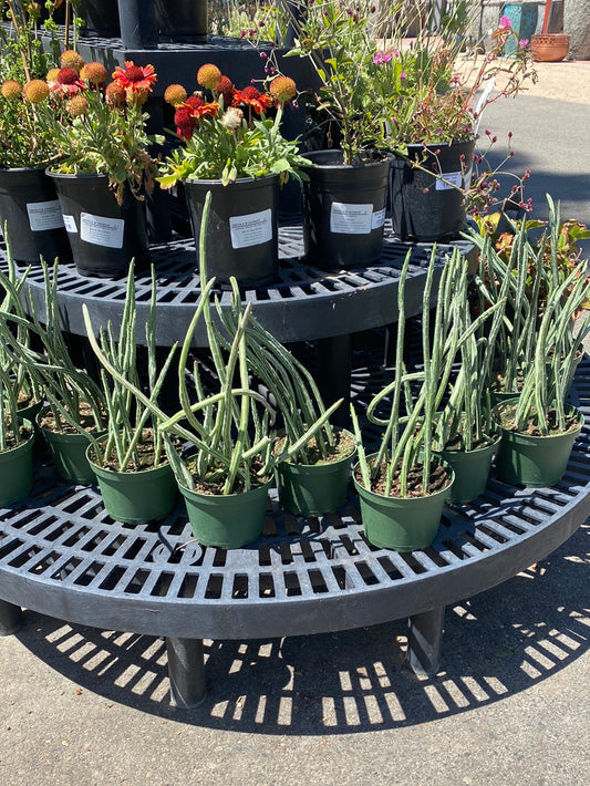 Senecio stapleliiformis