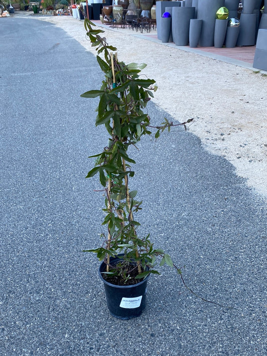 Passiflora incarnata