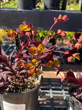 Load image into Gallery viewer, Euphorbia hybrid ‘Miners Merlot’