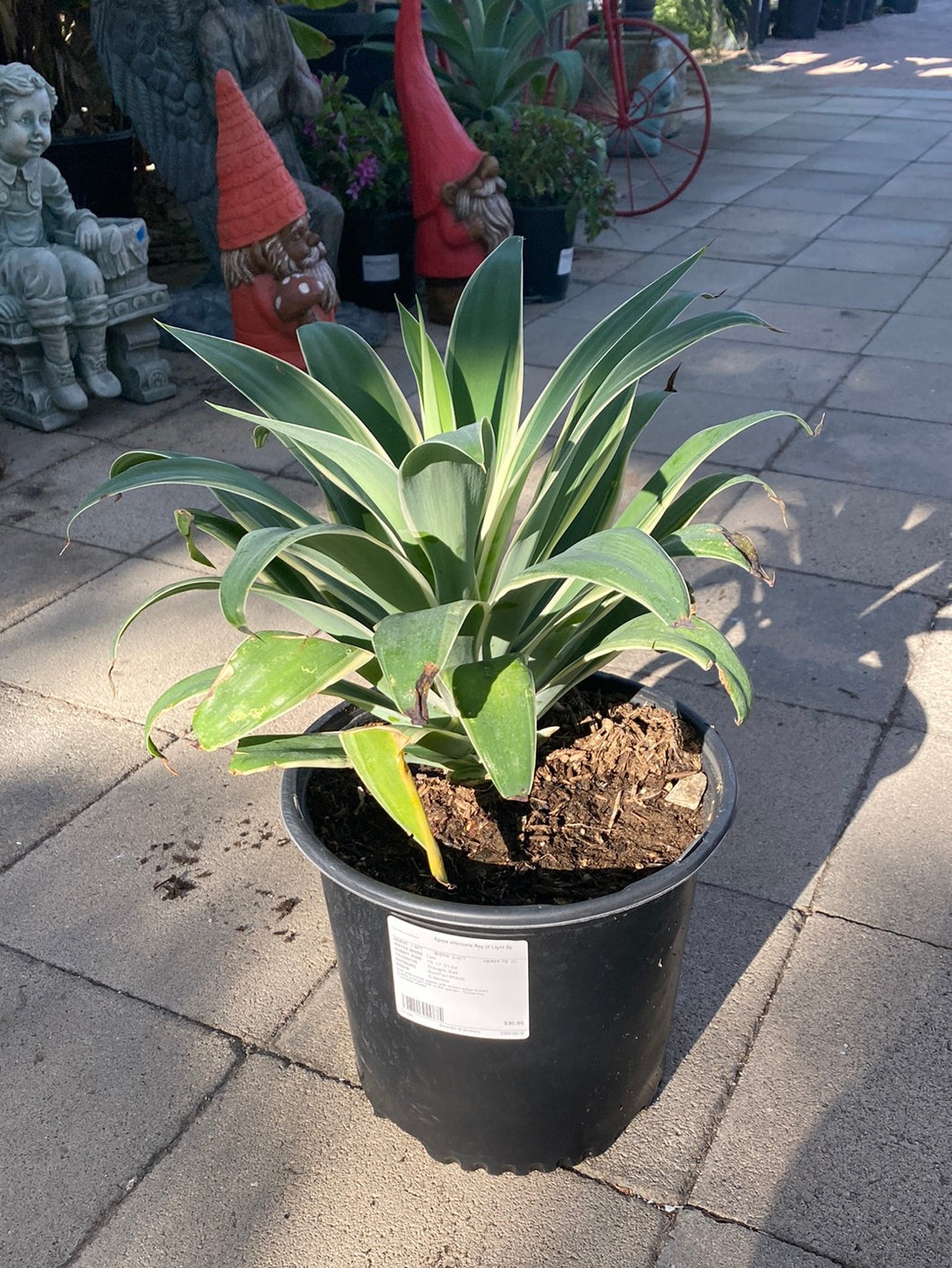 Agave attenuata ‘Ray of Light’
